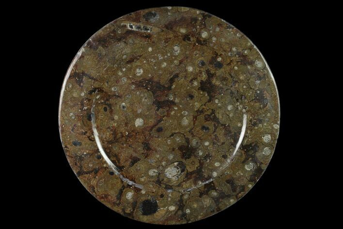 Fossil Orthoceras & Goniatite Round Plate - Stoneware #133561
